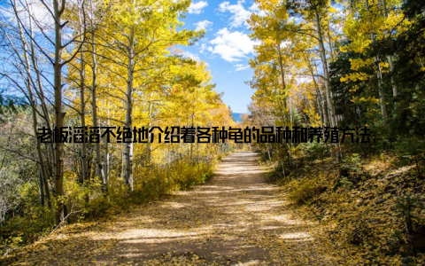 老板滔滔不绝地介绍着各种龟的品种和养殖方法, 我的视线却被几只小金钱龟牢牢抓住了——它们金黄色的背甲在阳光下闪闪发光, 憨态可掬的模样让我一眼就爱上了