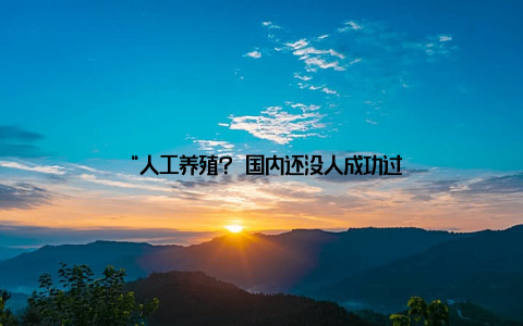 “人工养殖? 国内还没人成功过