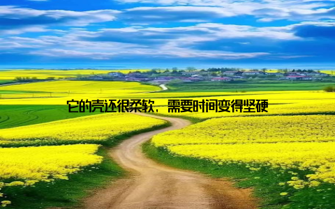 它的壳还很柔软, 需要时间变得坚硬