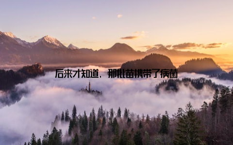 后来才知道, 那批苗携带了病菌