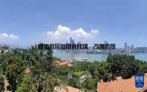 – 鲫鱼底层鱼摄食残饵, 改善底质