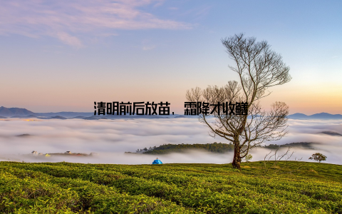 清明前后放苗, 霜降才收鳝