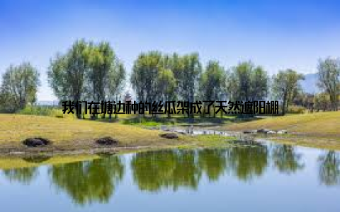 我们在塘边种的丝瓜架成了天然遮阳棚
