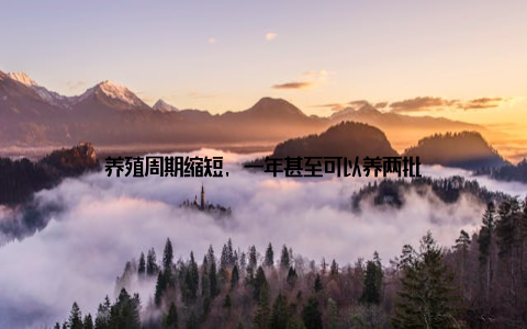 养殖周期缩短, 一年甚至可以养两批