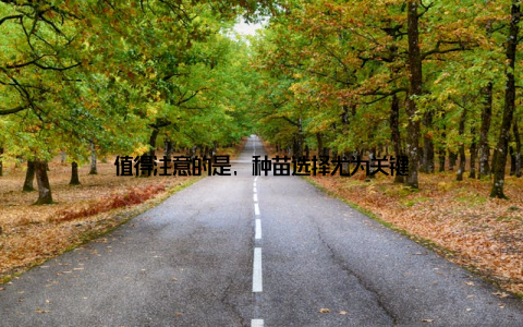 值得注意的是, 种苗选择尤为关键
