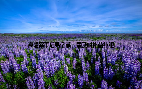 高温暴雨后易倒藻, 需及时补菌补肥