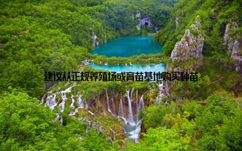 建议从正规养殖场或育苗基地购买种苗