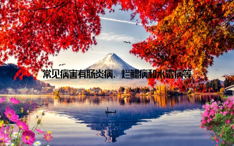 常见病害有肠炎病、烂鳃病和水霉病等