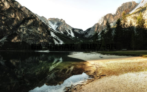 鲶鱼一年能养两茬, 那就是7-8万