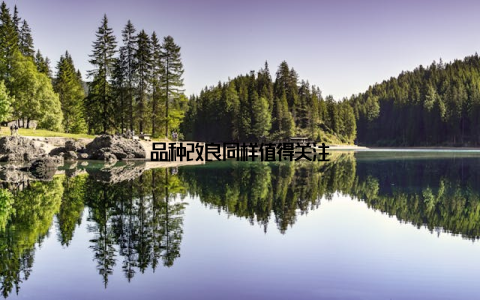 品种改良同样值得关注