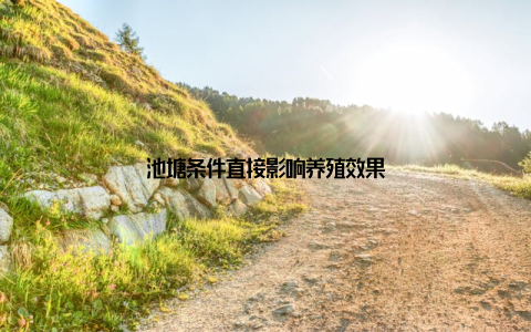 池塘条件直接影响养殖效果